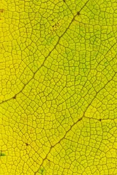 Fall yellow leaf texture macro closeup. Beautiful natural pattern, vertical.. Stock Photos