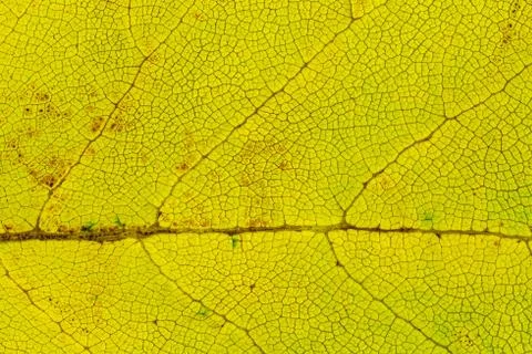 Fall yellow leaf texture macro closeup. Beautiful natural pattern, Horizont.. Stock Photos