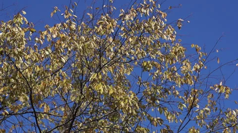 Fall yellow leaves blow in the wind slow motion 120fps Vídeos de archivo 32219581