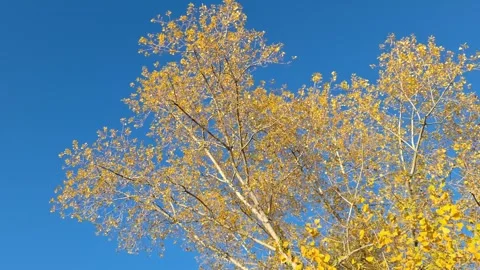 Fall yellow leaves blowing in the wind Stock Footage 292920896