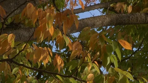 Fall Yellow Leaves with Blue Sky Autumn Nature Video stock 99084177