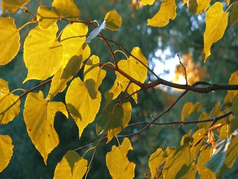 Fall yellow leaves pattern background Stock Footage 80324166