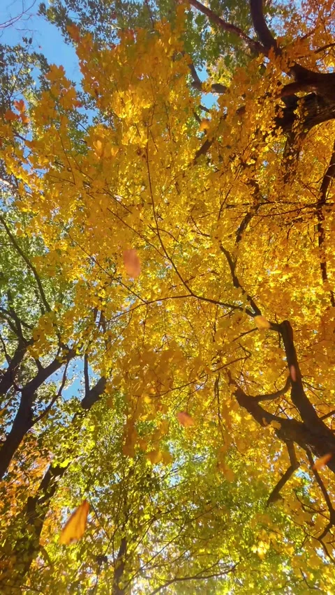 Fall Yellow Leaves on Sunlight Trees Outside in Nature Video stock 289779627
