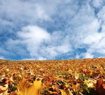Fall Yellow maple leafs and Crear Sky Background Stock Photos
