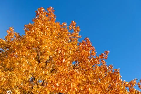 Fall yellow - orange maple tree top on blue sky background in sunny day Stock Photos