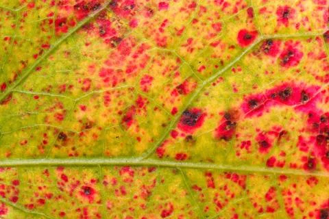  	fall yellow red leaf texture detail  Stock Photos