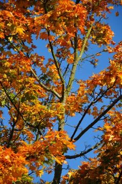 Fall yellow red maple forest with blue sky in fulda, hessen, germany Stock Photos