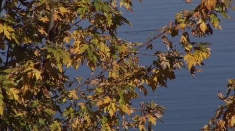 Fall001 Stock Footage 880397