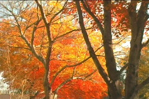 Fall1 库存影片 125181