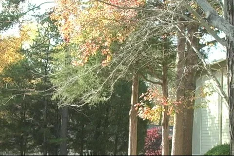 Fall10 Stock-Footage 124953