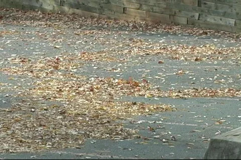 Fall11 Stock-Footage 125171