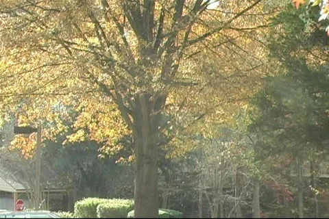 Fall13 Stock-Footage 125564