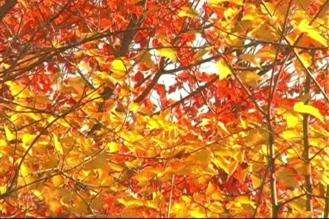 Fall2 Stock-Footage 125197