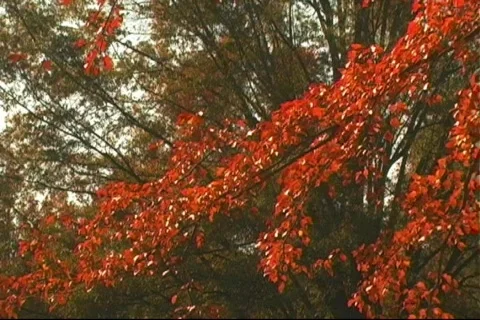 Fall3 库存影片 125223