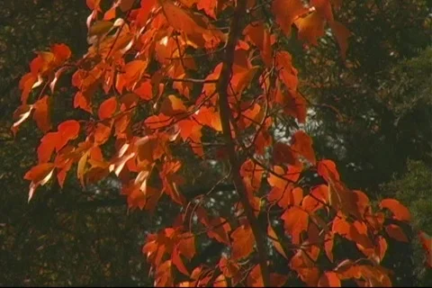 Fall4 Stock-Footage 125220