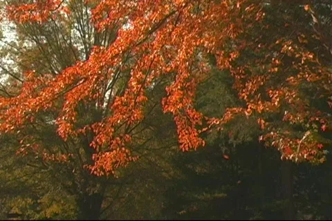 Fall5 库存影片 125240