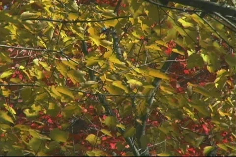 Fall6 库存影片 125242