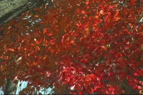 Fall7 库存影片 125252