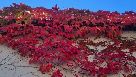 Fall7 Stock Footage 221002107