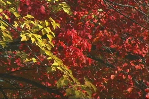 Fall8 Stock-Footage 125260