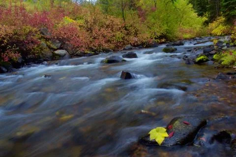 Fall/Autumn Colors on the Stream Stock Photos