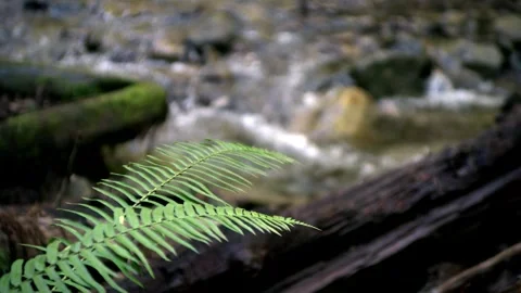 FallCreek6 Video stock 252771970