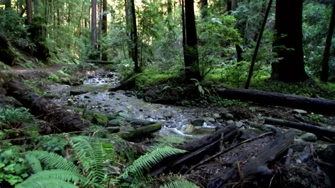 FallCreek8 Vídeos de archivo 252772028