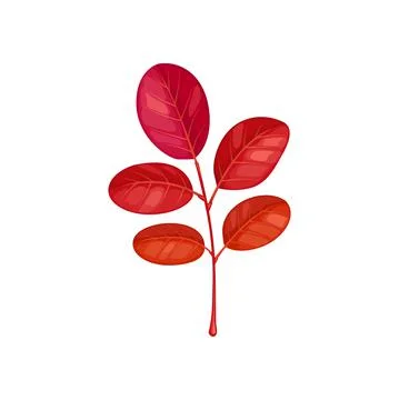 Fallen acacia tree leaf brown color vector icon Illustrazione stock