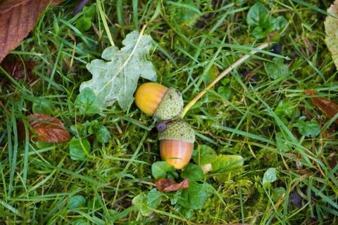 Fallen acorns in the grass Stock Photos
