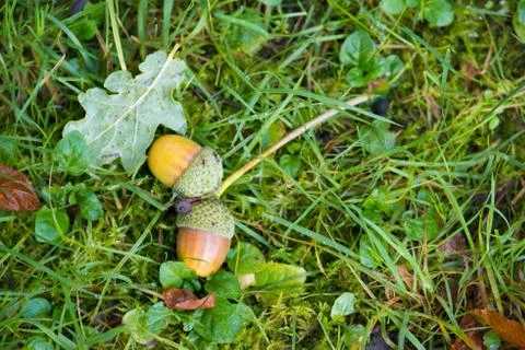 Fallen acorns in the grass Stock Photos