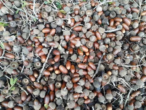 Fallen acorns on a mountain in Greece Stock Photos