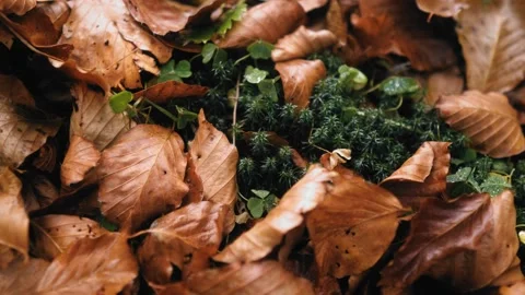 Fallen amber leaves 動画素材 167667326