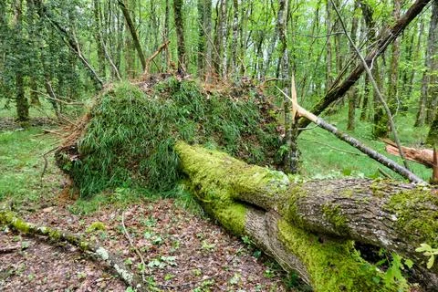 Fallen Ancient Oak Tree. Stock Photos