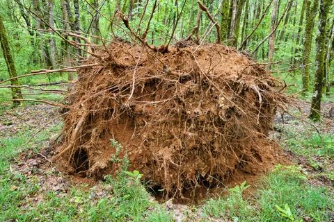 Fallen Ancient Oak Tree. Stock Photos