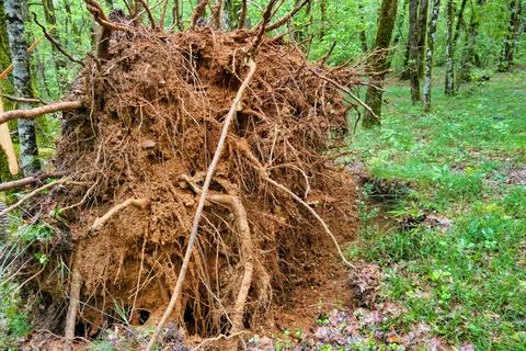 Fallen Ancient Oak Tree. Stock Photos