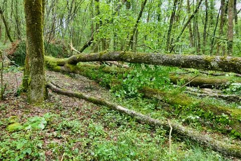 Fallen Ancient Oak Tree. Foto stock