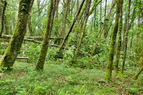 Fallen Ancient Oak Tree. Stock Photos