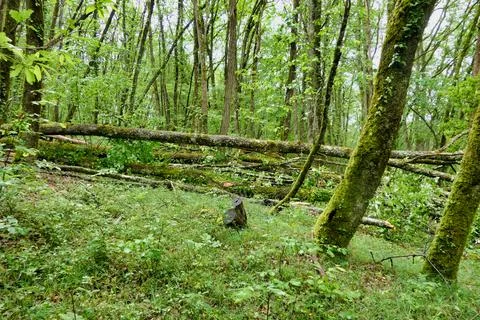 Fallen Ancient Oak Tree. Stock Photos