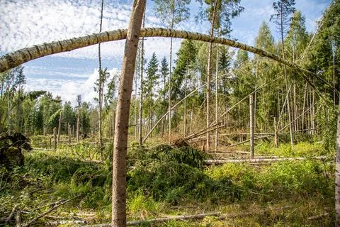 Fallen and broken trees after a storm and hurricane. Stock Photos