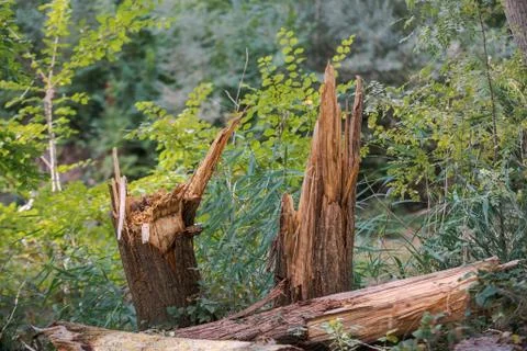 Fallen and broken trees in a park after a storm Stock Photos