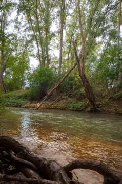 Fallen and broken trees in a park after a storm Stock Photos