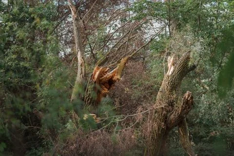Fallen and broken trees in a park after a storm Stock Photos
