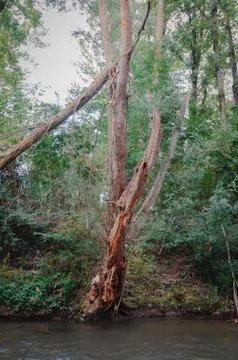Fallen and broken trees in a park after a storm Stock Photos