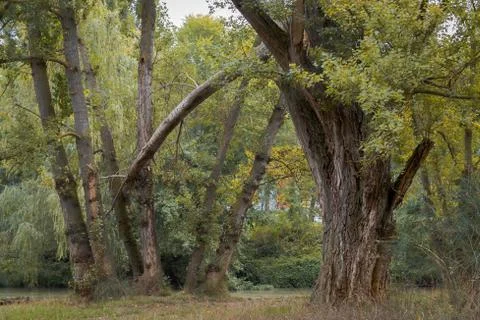 Fallen and broken trees in a park after a storm Stock Photos