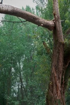 Fallen and broken trees in a park after a storm Stock Photos