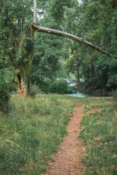 Fallen and broken trees in a park after a storm Stock Photos
