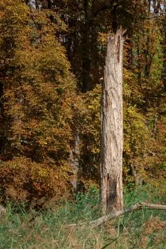 Fallen and broken trees in a park after a storm Stock Photos