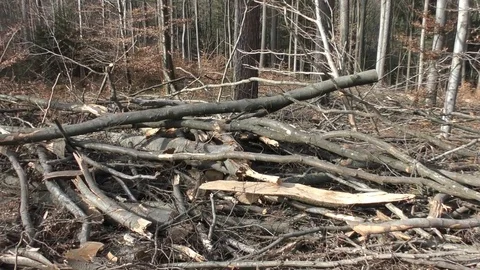 Fallen and damaged trees by wind and storm Stock-Footage 100439993