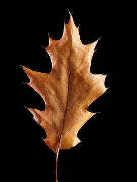 Fallen and dried oak tree leaf isolated on black Stock Photos