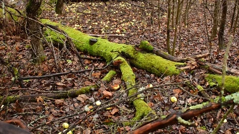 Fallen and moss-covered tree Stock Footage 119217211